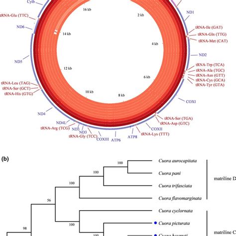 a graphical map of the mitochondrial genome alignment results in download scientific diagram