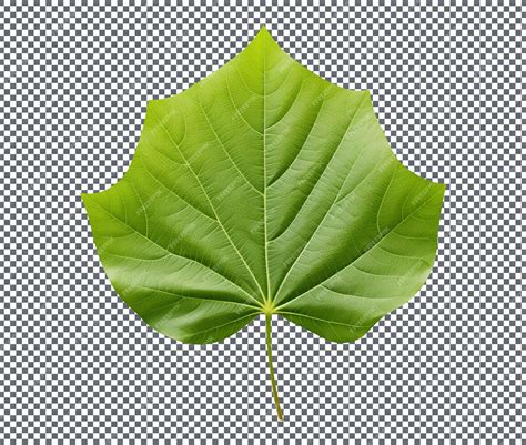 Premium Psd Fresh Green Tulip Leaf Isolated On Transparent Background