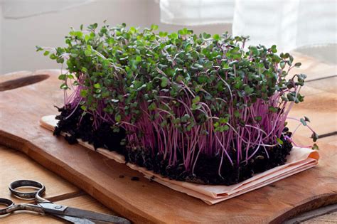 How To Grow Microgreens At Home Ultimate Guide For The Indian Gardener