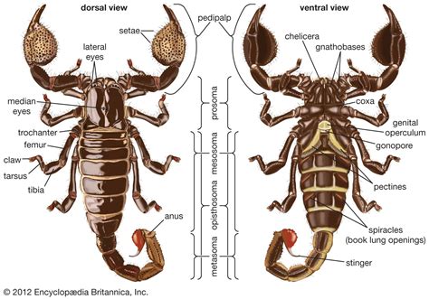 Scorpion Description Habitat Species Diet And Facts Britannica
