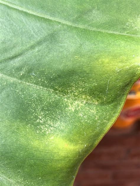 Step By Step Guide On Killing Spider Mites