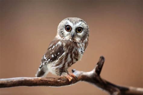 Owls In Arizona 13 Species With Pictures Wild Bird World