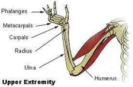 Draw the bode diagram for each part. What Are the Body Extremities