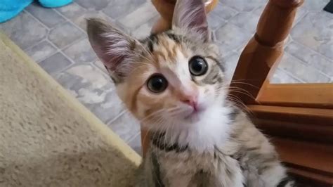 Kitten Kitty Cat