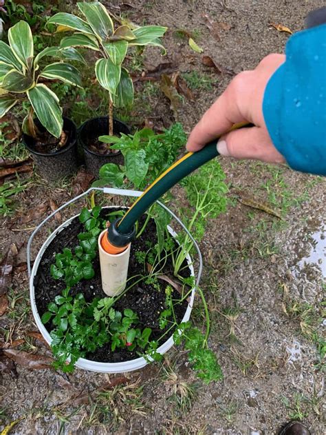 5 Gallon Bucket Garden Diy 30 Most Productive Vegetables To Grow In