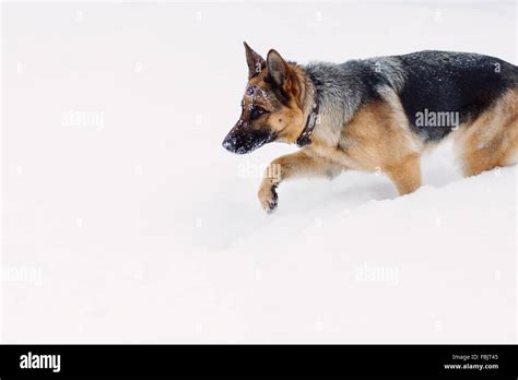 German Shepherd Dog Running Snow Hi Res Stock Photography And Images