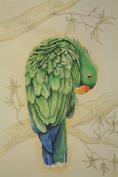 Eclectus Parrot Male By Red2008 Art Tutorials Watercolor Bird Art