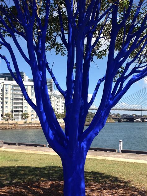 Blue Tree In Pyrmont Sydney Blue Tree Tree Blue