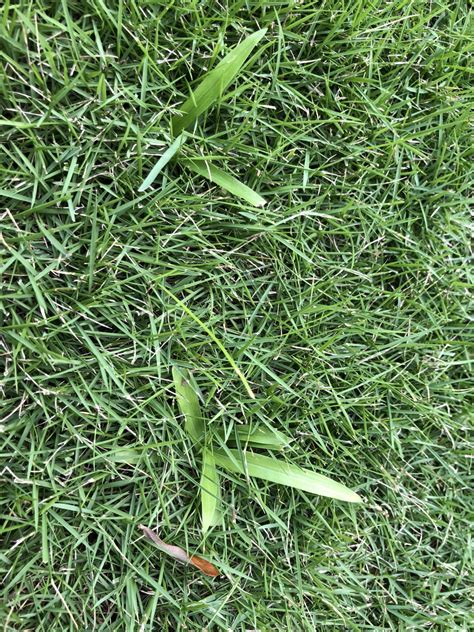 Weed Identification Zoysia In Tampa Florida Lawnsite Is The