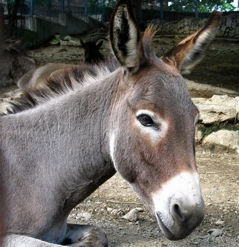 Common Donkey Equus Asinus Stock Image Image Of Common Asia 268871731