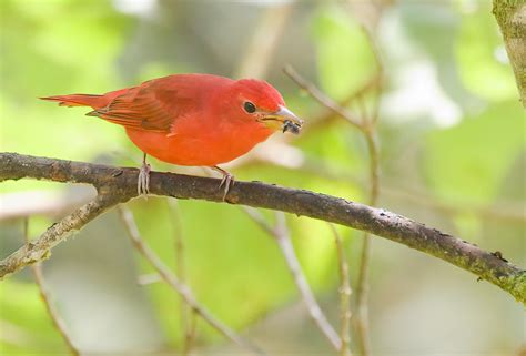 Summertanager 0389 Summer Tanager David Larson Flickr