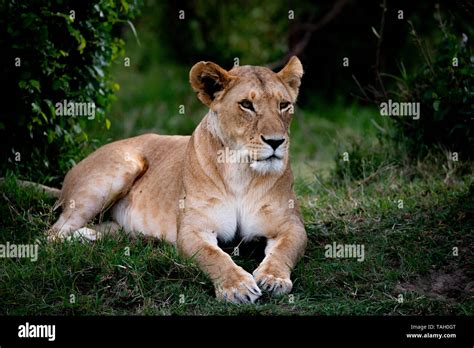 Lion Prowl Prey Hi Res Stock Photography And Images Alamy