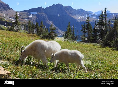 Geography Travel Usa Montana Mountain Goats Bergziegen Hidden