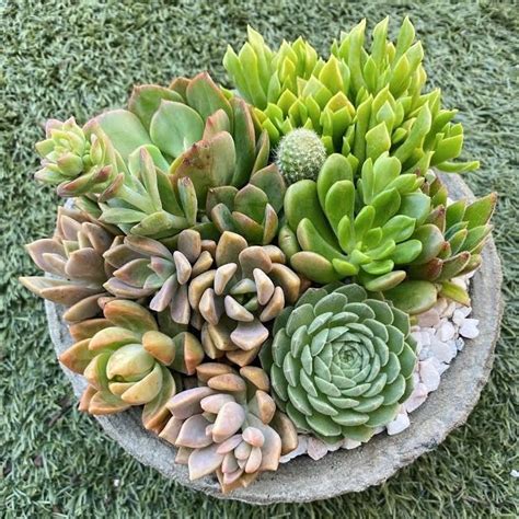 Succulent Arrangement Care Guide — Miller Rose Botanic