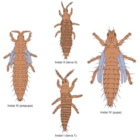 Thysanoptera Phlaeothripidae Genera In Australia