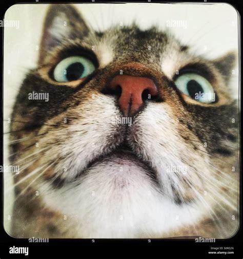 Funny Tabby Cat Closeup Stock Photo Alamy