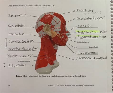 Solved Label The Muscles Of The Head And Neck In Figure