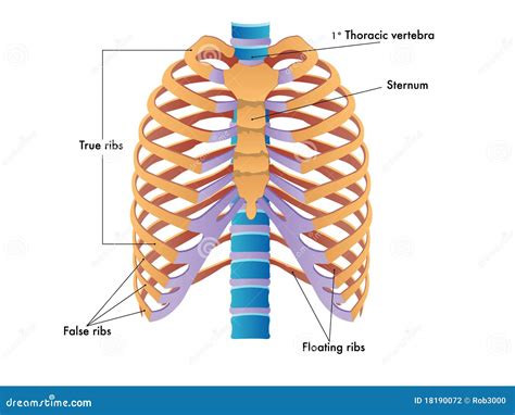 Rib Cage Stock Vector Image Of Spine Treatment Anatomical 18190072