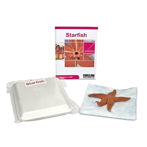 Starfish Dissection Biokit Carolina Biological Supply