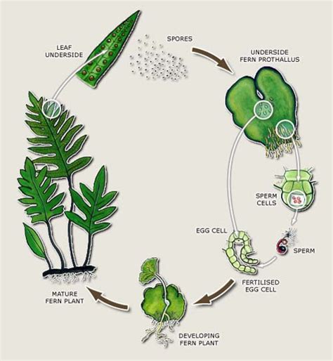 Non flowering plants reproduce by spores. all about germination and reproduction of plants Archives ...