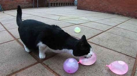 Cat Pops Water Balloon 4k Youtube