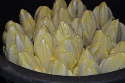 Forçage d endives