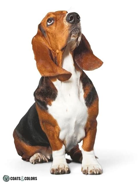 Piebaldism In Dogs