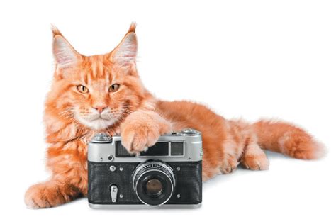 how to take holiday photos of your cat 5 simple tips catster
