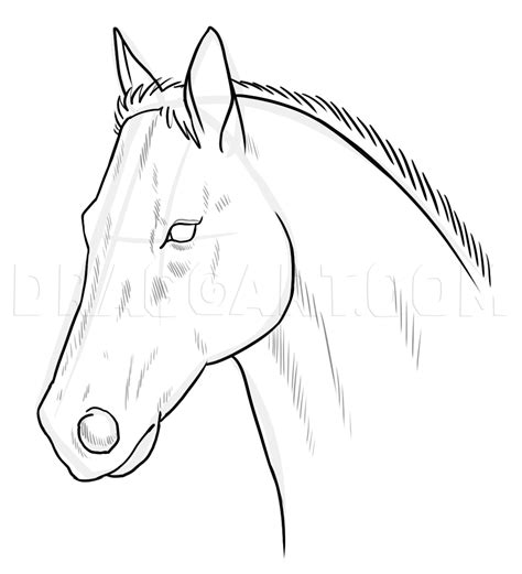 Thoroughbred Horse Drawings