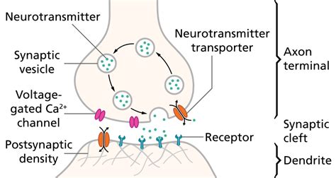 Describe Effects Of The Neurotransmitter Acetylcholine Socratic