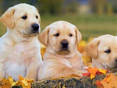 Labrador Retriever Puppies Dog Yellow Retriver Labradors
