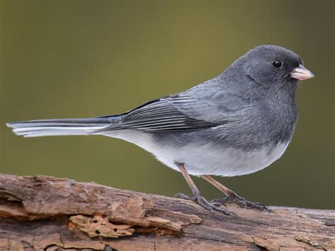 Dark Eyed Junco Celebrate Urban Birds