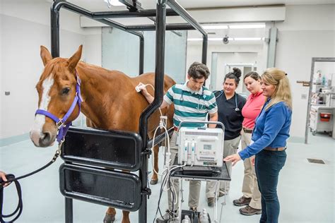 Applications Open For Early Admission Program At College Of Veterinary