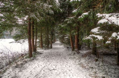 Seasons Winter Forests Snow Trees Trail Hd Wallpaper Rare Gallery