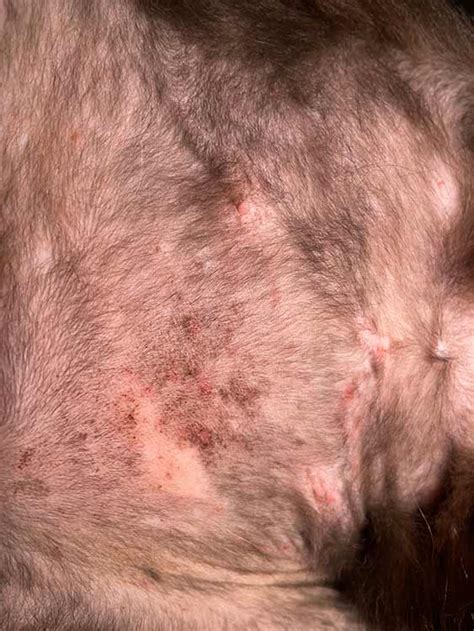 Cat Dermatitis With Pictures Our Vet Explains What To Do Cat World
