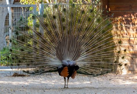 Vista traseira de um pavão com cauda aberta no zoológico vista da bela parte de trás de um