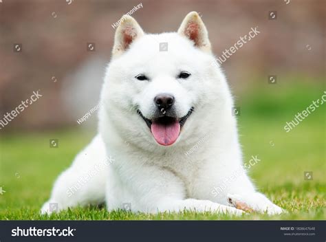 Japanese Hokkaido Dog Smiling Tongue Stock Photo 1808647648 Shutterstock
