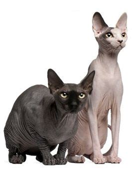 From breed information to health and care, our aim is to give you the resources you need as an owner, future owner or sphynx cat enthusiast. 228 Best Egyptian cats images | Egyptian cats, Cats ...