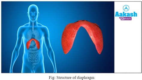 Diaphragm Meaning Function And Structure Aesl