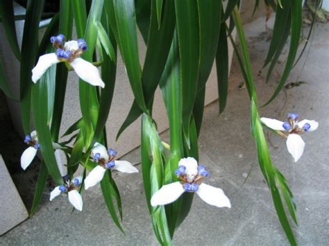 Tips on growing the apostle iris. Walking iris, Iris flowers, Plants