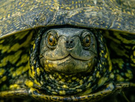 The Picture I Took Of A Swamp Turtle Rwildlifephotography