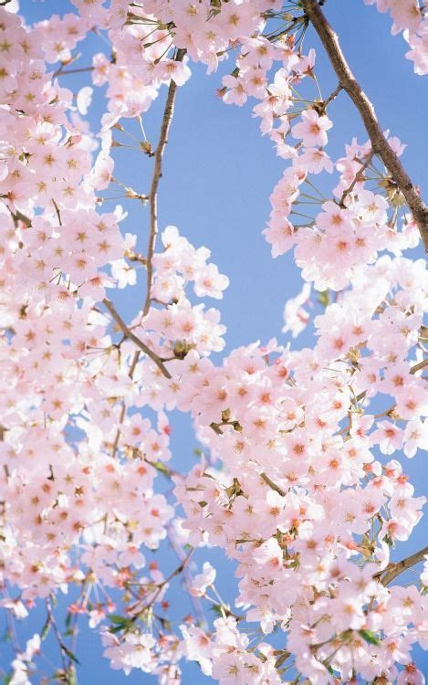 Cherry Blossoms Cherry Blossom Wallpaper Blossom Trees
