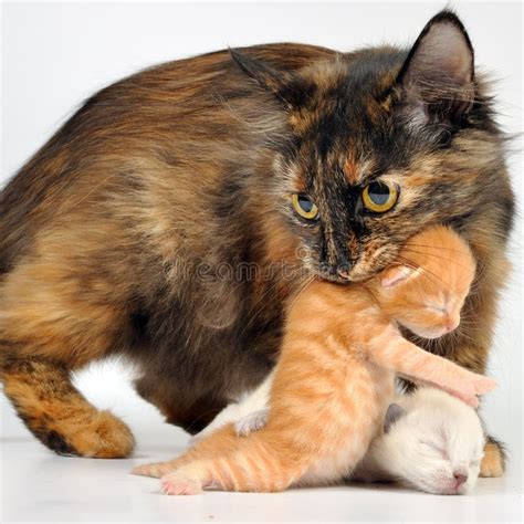 Mother Cat Carrying Newborn Kitten Stock Image Image Of Carry
