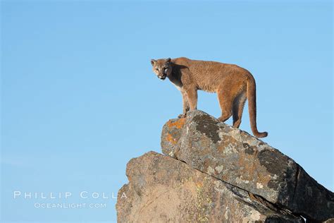 Mountain Lion Puma Concolor 15803 Natural History Photography