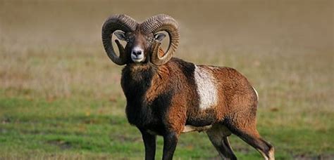 Amazing Mouflon Large Curved Horns Infy World