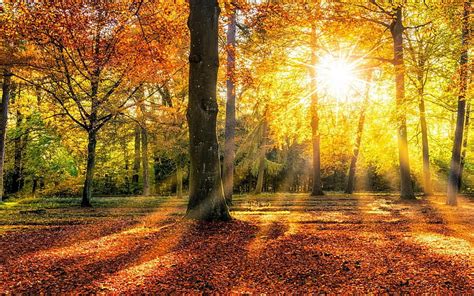 Forest Nature Tree Sunbeam Hd Wallpaper Peakpx