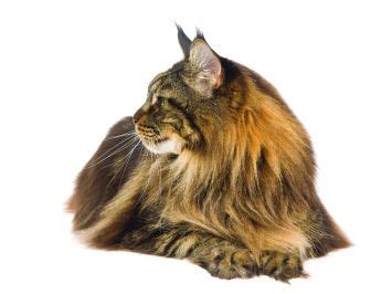 Hence your problem with rodents will definitely fade away once you purchase our maine coon for sale. Maine Coon Kittens For Sale Near Me - petfinder