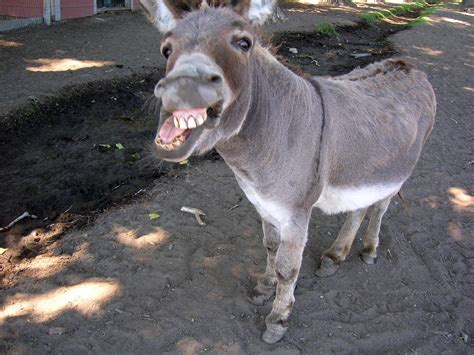 Funny Donkey Wallpapers Wallpaper Cave