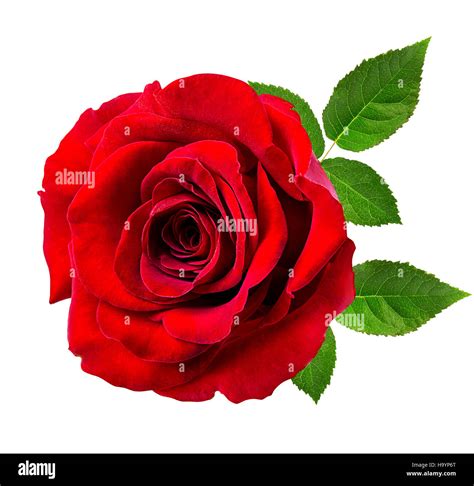 Rose Isolated On The White Background Stock Photo Alamy
