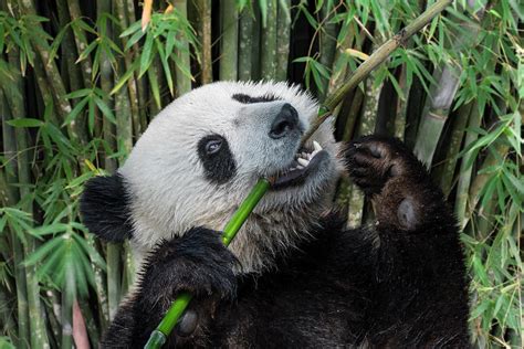 Picture Of Panda Eating Bamboo